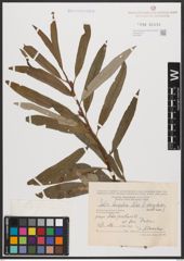 Salix burjatica Nasarow